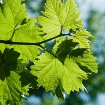 Active Legs™ Strong | New Nordic | 30 Coated Tablets - Image 9